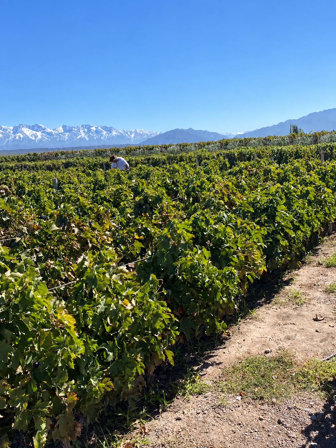 Viñedos de Mendoza con la cordillera de los Andes al fondo